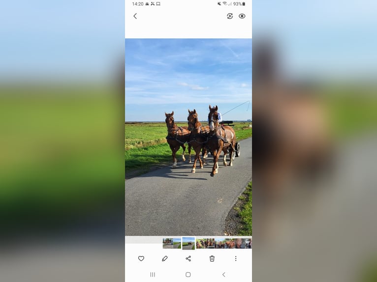 Gelderländer Wallach 6 Jahre 165 cm Fuchs in Nijkerk