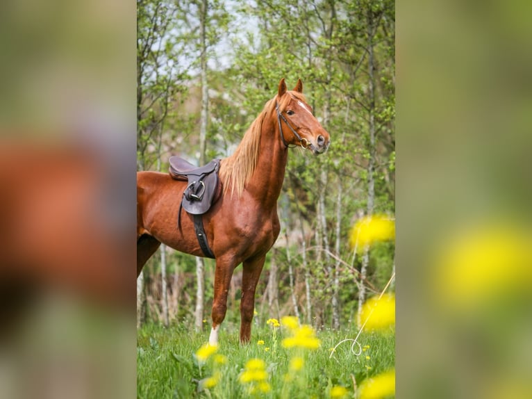 Gelderländer Wallach 6 Jahre 165 cm Fuchs in Nijkerk