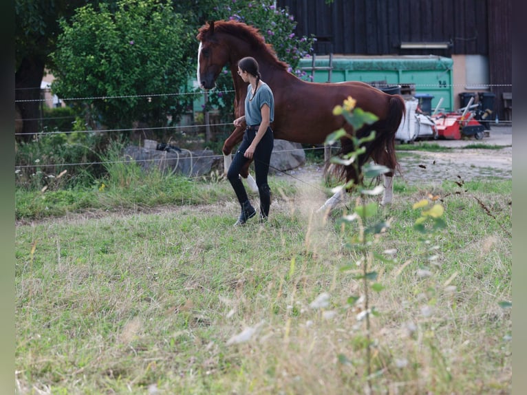 Gelderländer Wallach 6 Jahre 165 cm Fuchs in Bad Wimpfen