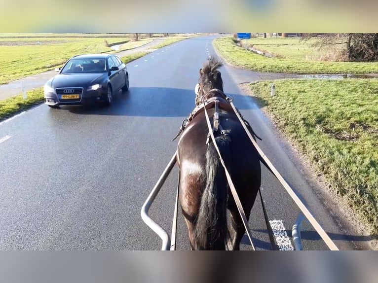 Gelderländer Wallach 8 Jahre 167 cm Rappe in Oosterzee