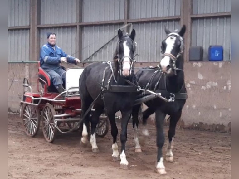 Gelderländer Wallach 8 Jahre 167 cm Rappe in Oosterzee