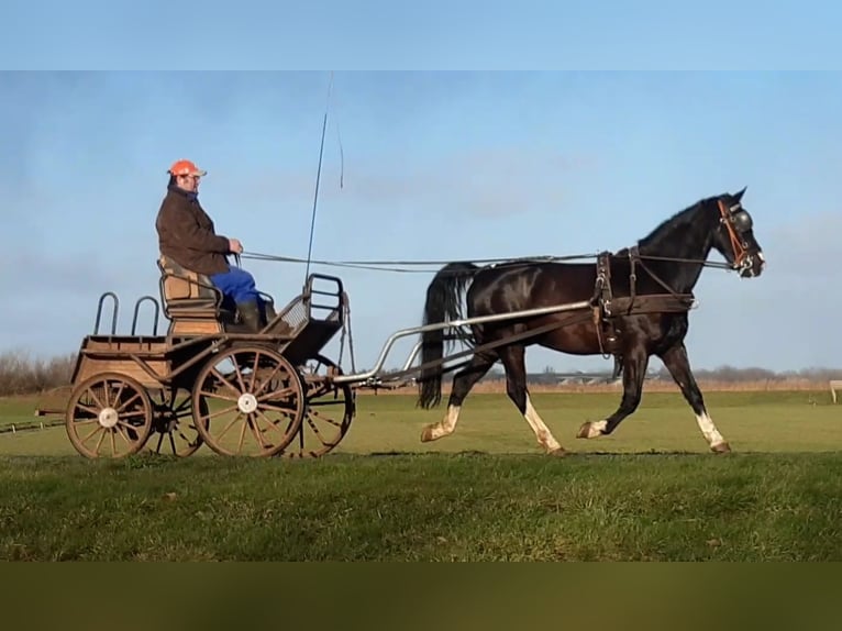 Gelderländer Wallach 8 Jahre 167 cm Rappe in Oosterzee