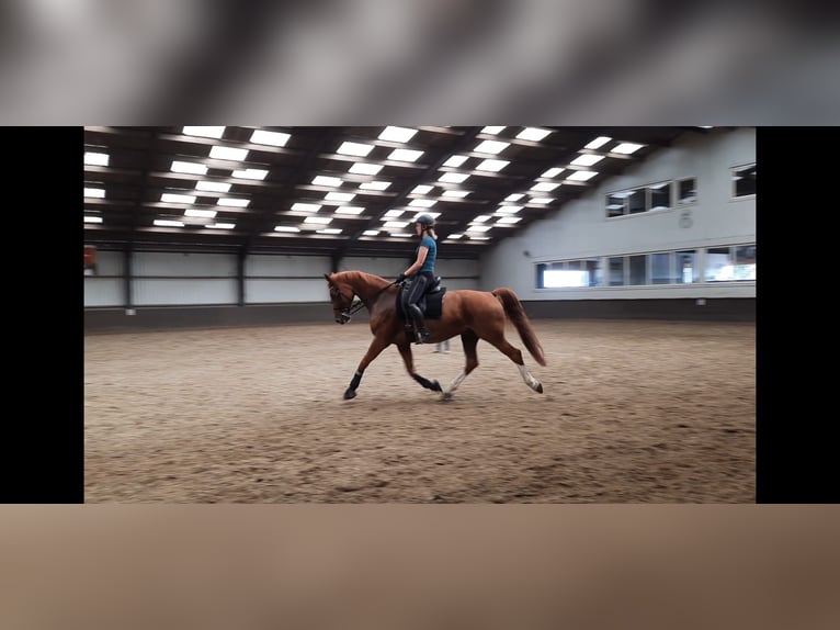 Gelderland Caballo castrado 14 años 169 cm Alazán in Zwartewaal