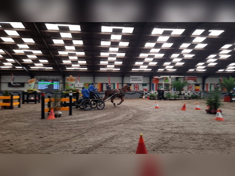 Gelderland Caballo castrado 14 años 169 cm Alazán in Zwartewaal