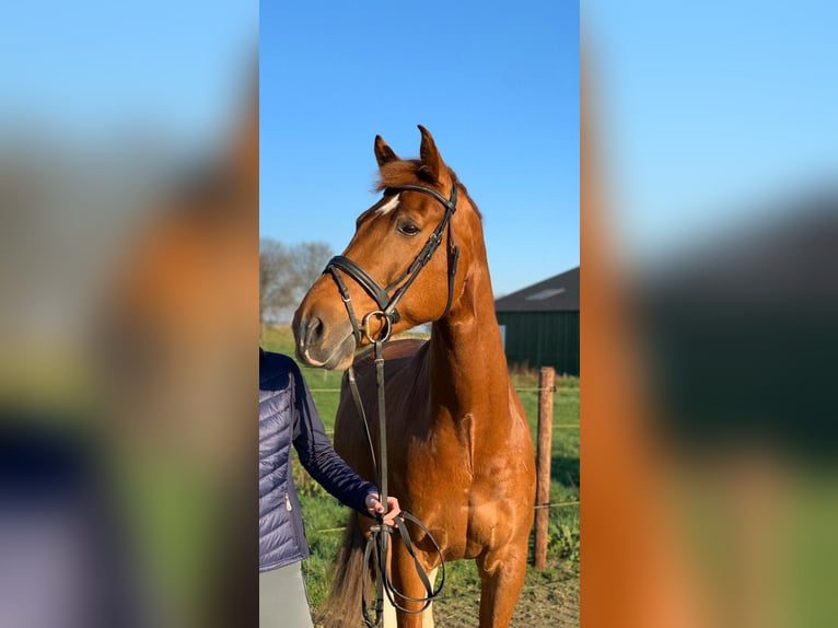 Gelderland Caballo castrado 14 años 169 cm Alazán in Zwartewaal