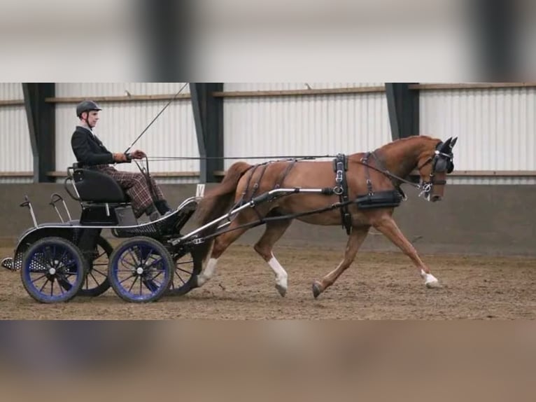 Gelderland Caballo castrado 14 años 169 cm Alazán in Zwartewaal