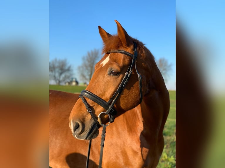 Gelderland Caballo castrado 14 años 169 cm Alazán in Zwartewaal