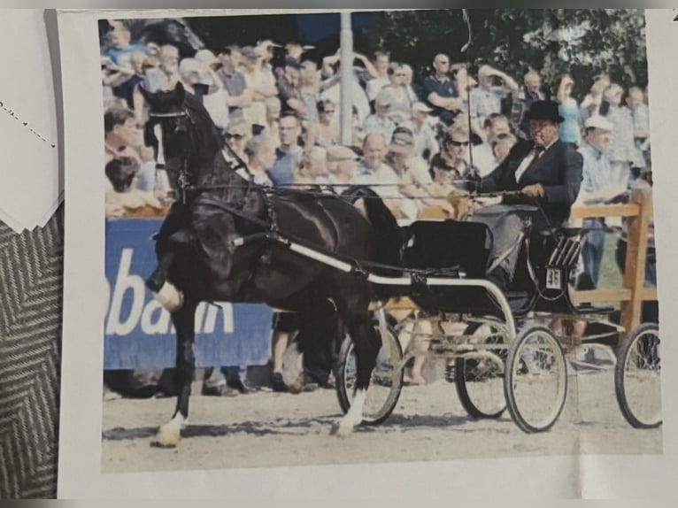 Gelderland Caballo castrado 15 años 170 cm Alazán in Reith bei SeefeldReith