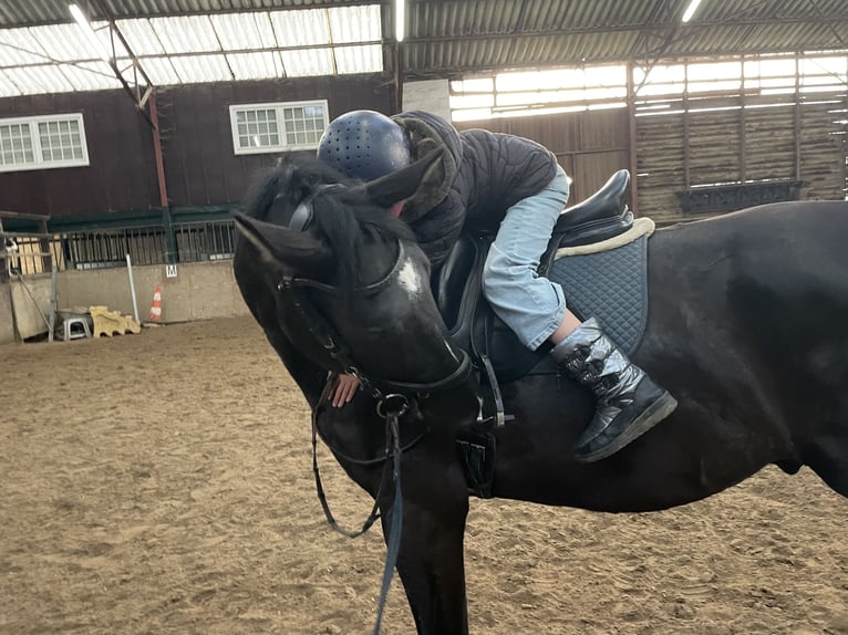 Gelderland Caballo castrado 4 años 170 cm Negro in Liège