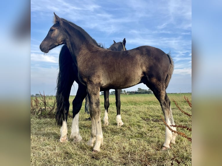 Gelderland Étalon Poulain (05/2024) 170 cm Noir in Rinsumageast