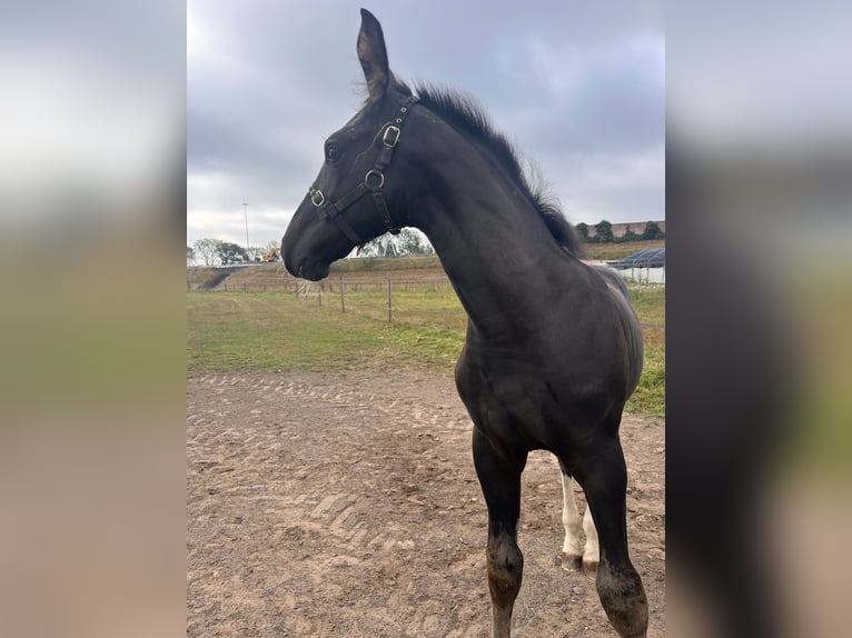 Gelderland Étalon Poulain (05/2025) Bai brun foncé in Bunni