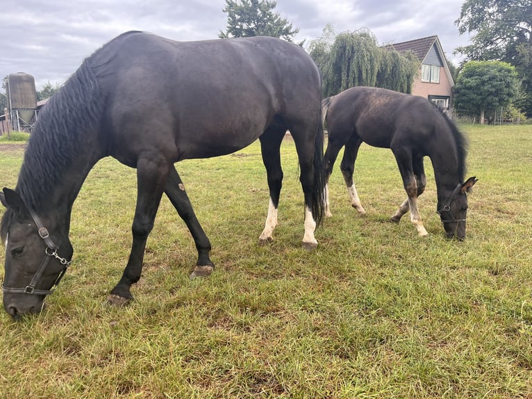 Gelderland Étalon Poulain (05/2025) Bai brun foncé in Bunni