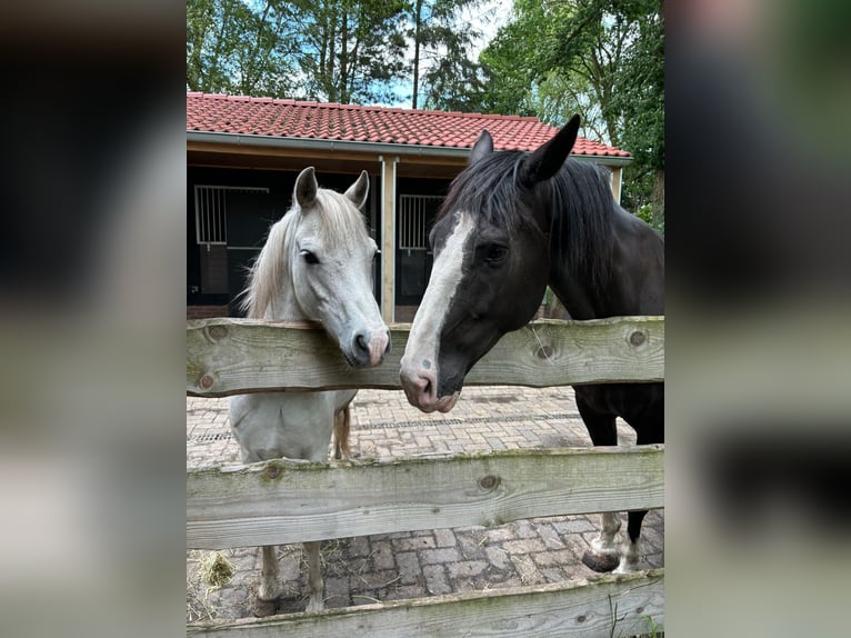 Gelderland Gelding 11 years 16 hh Black in NieuwlandeNieuwlande