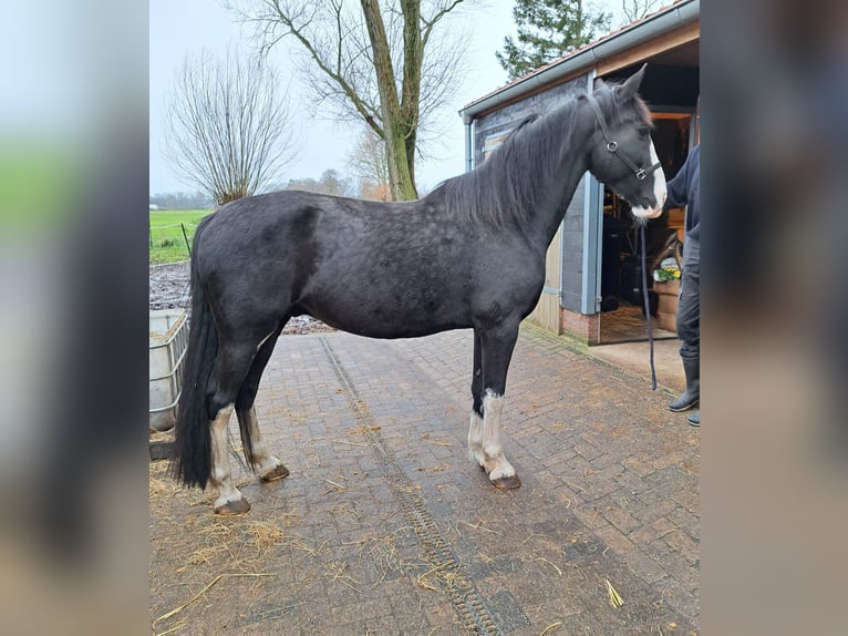 Gelderland Gelding 11 years 16 hh Black in NieuwlandeNieuwlande