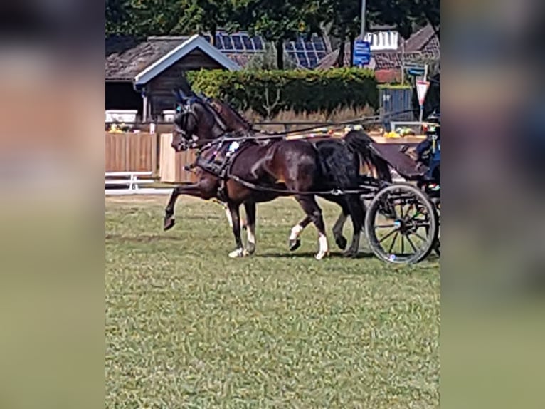 Gelderland Gelding 13 years 15 hh Brown in Aachen