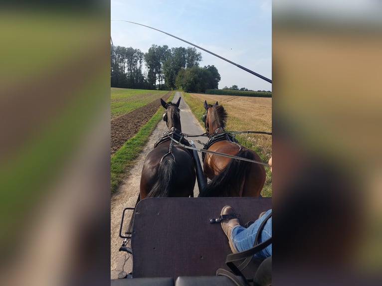 Gelderland Gelding 13 years 15 hh Brown in Aachen