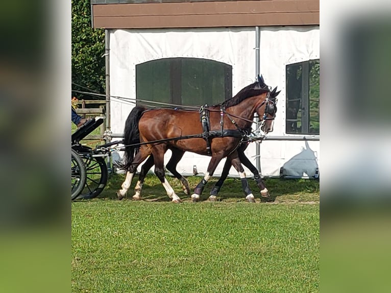 Gelderland Gelding 13 years 15 hh Brown in Aachen