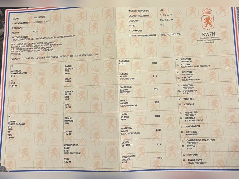 Gelderland Gelding 15 years 16.2 hh Chestnut-Red in Reith bei SeefeldReith