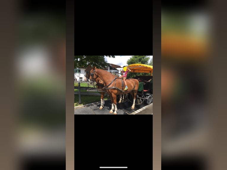 Gelderland Gelding 15 years 16.2 hh Chestnut-Red in Reith bei SeefeldReith