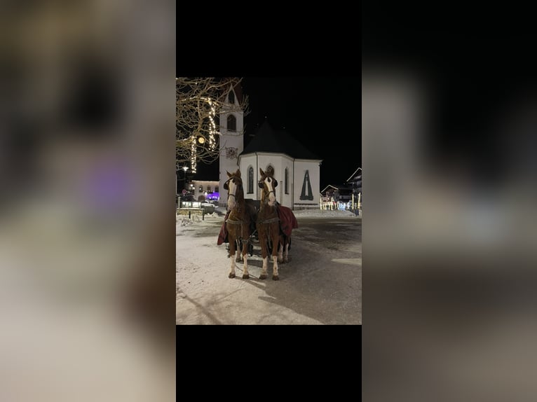 Gelderland Gelding 15 years 16.2 hh Chestnut-Red in Reith bei SeefeldReith