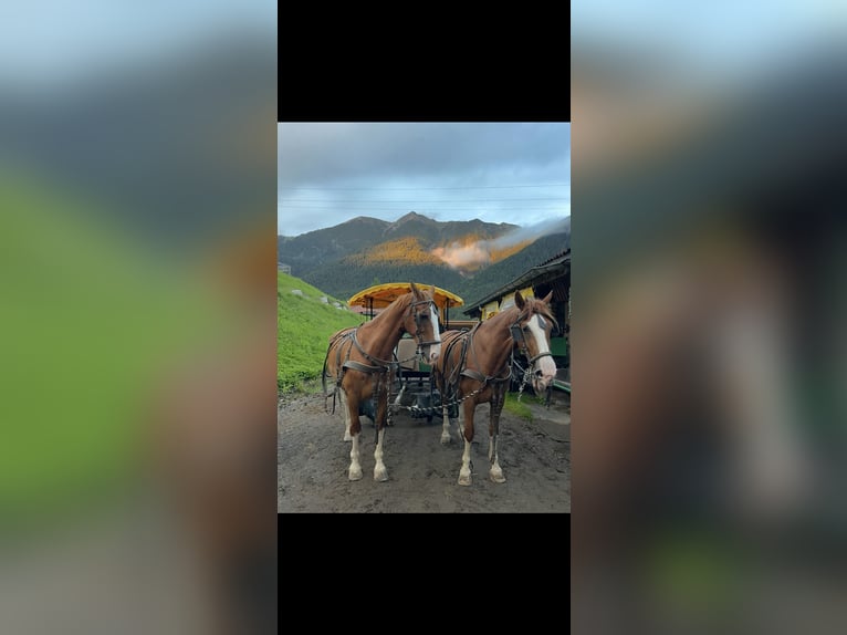 Gelderland Gelding 15 years 16,2 hh Chestnut-Red in Reith bei SeefeldReith