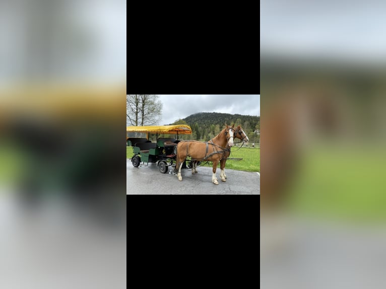 Gelderland Gelding 15 years 16,2 hh Chestnut-Red in Reith bei SeefeldReith