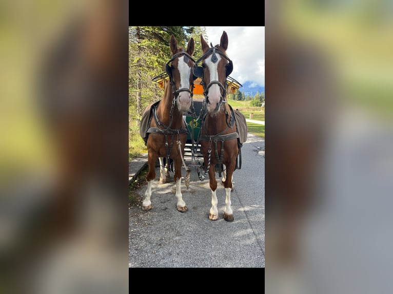 Gelderland Gelding 15 years 16,2 hh Chestnut-Red in Reith bei SeefeldReith