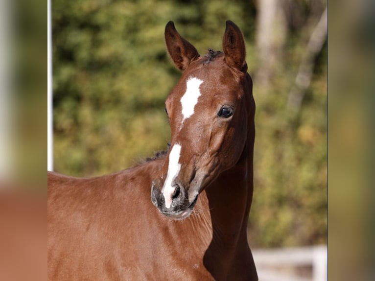 Gelderland Gelding 3 years 15,1 hh Bay-Dark in Werne