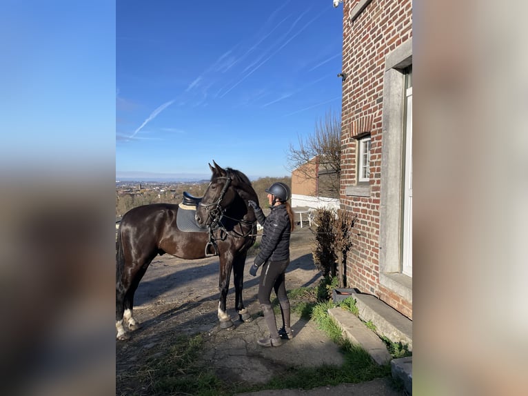 Gelderland Gelding 4 years 16.2 hh Black in Liège