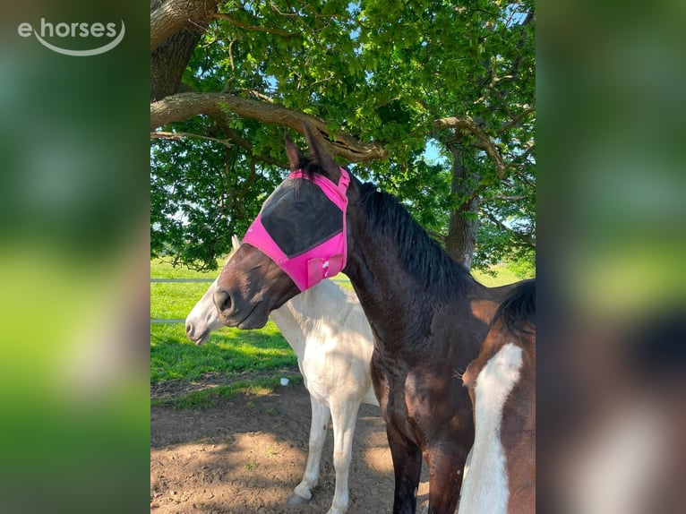 Gelderland Gelding 4 years 16.2 hh Black in Grivegnée
