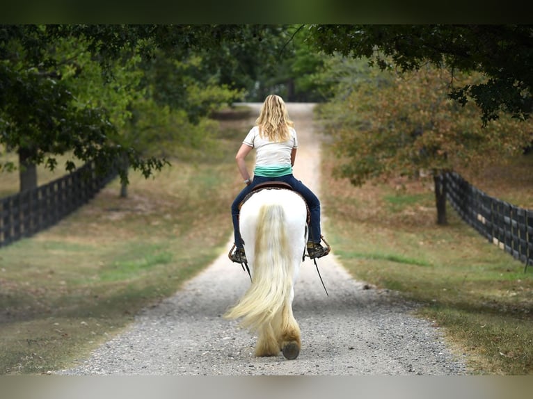 Gelderland Gelding 6 years 15 hh Tobiano-all-colors in M&#xFC;nchen