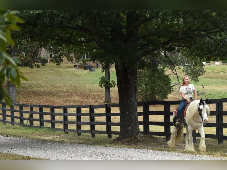 Gelderland Gelding 6 years 15 hh Tobiano-all-colors in M&#xFC;nchen
