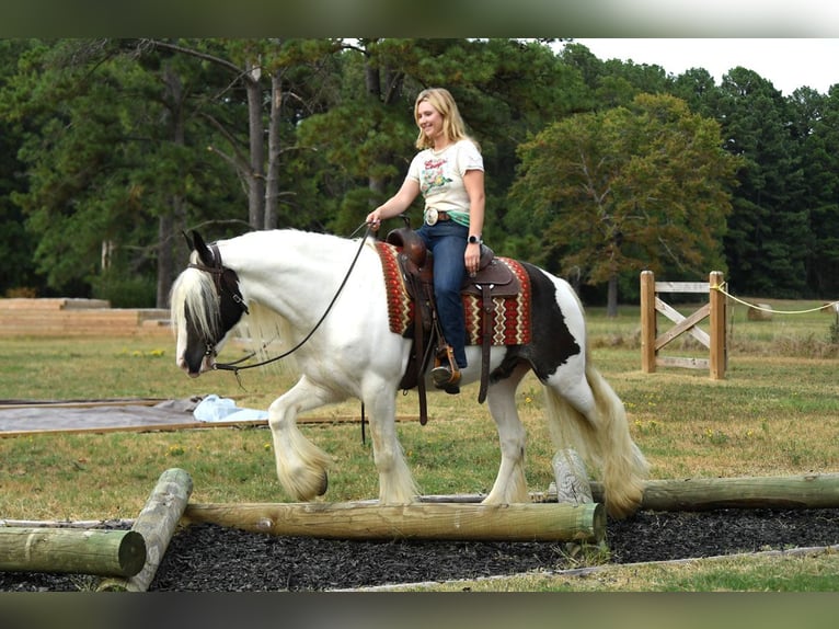 Gelderland Gelding 6 years 15 hh Tobiano-all-colors in M&#xFC;nchen