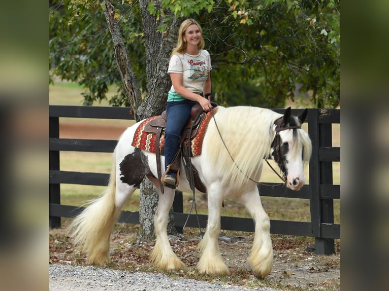 Gelderland Gelding 6 years 15 hh Tobiano-all-colors in M&#xFC;nchen