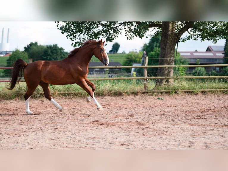 Gelderland Gelding 6 years 16 hh Chestnut-Red in Bad Wimpfen