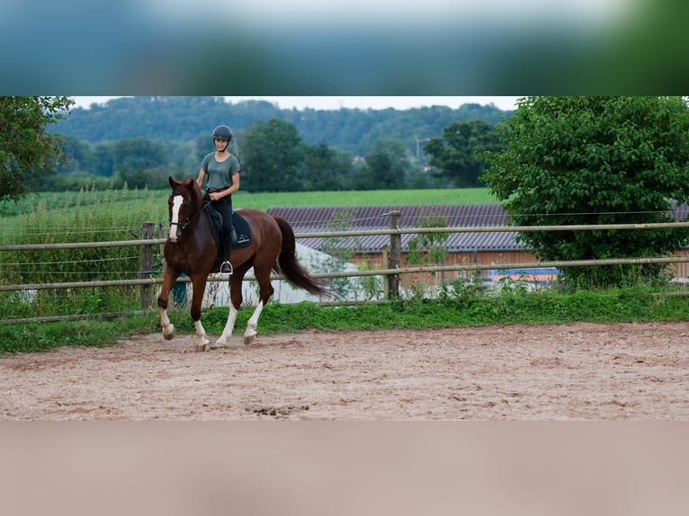 Gelderland Gelding 6 years 16 hh Chestnut-Red in Bad Wimpfen