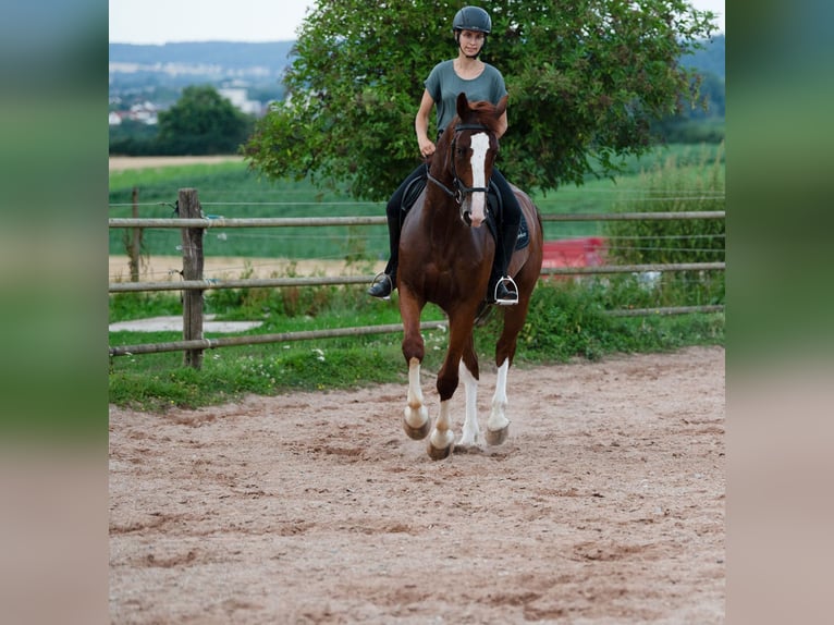 Gelderland Gelding 6 years 16 hh Chestnut-Red in Bad Wimpfen