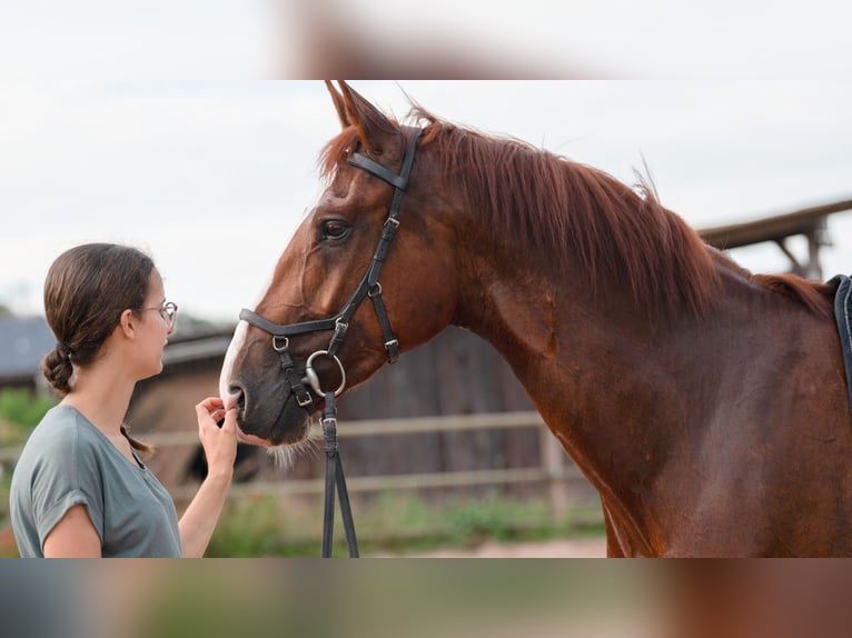 Gelderland Gelding 6 years 16 hh Chestnut-Red in Bad Wimpfen