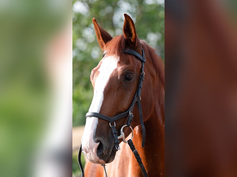 Gelderland Gelding 6 years 16 hh Chestnut-Red in Bad Wimpfen