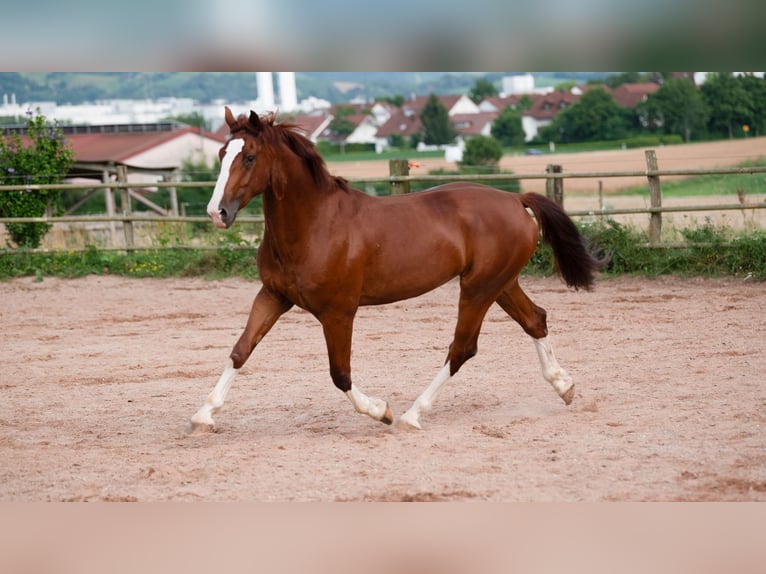 Gelderland Gelding 6 years 16 hh Chestnut-Red in Bad Wimpfen