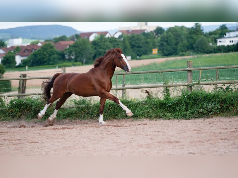 Gelderland Gelding 6 years 16 hh Chestnut-Red in Bad Wimpfen