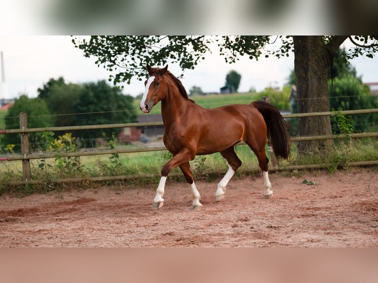 Gelderland Gelding 6 years 16 hh Chestnut-Red in Bad Wimpfen