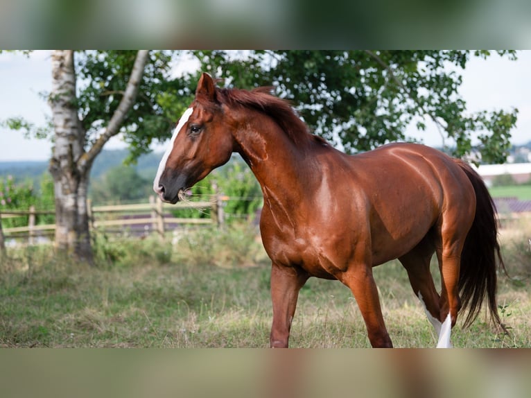 Gelderland Gelding 6 years 16 hh Chestnut-Red in Bad Wimpfen