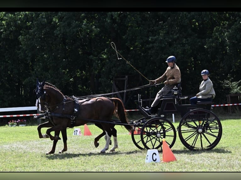 Gelderland Gelding 6 years 16,1 hh Chestnut in Treia