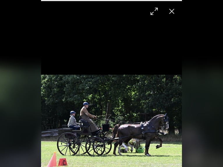 Gelderland Gelding 6 years 16,1 hh Chestnut in Treia