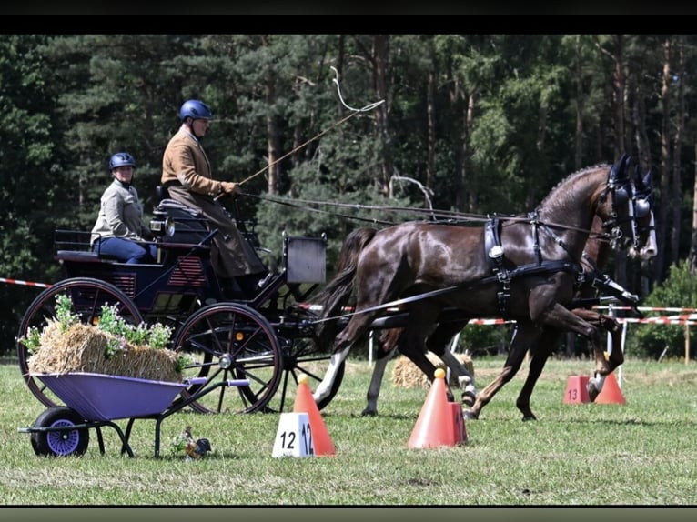 Gelderland Gelding 6 years 16,1 hh Chestnut in Treia
