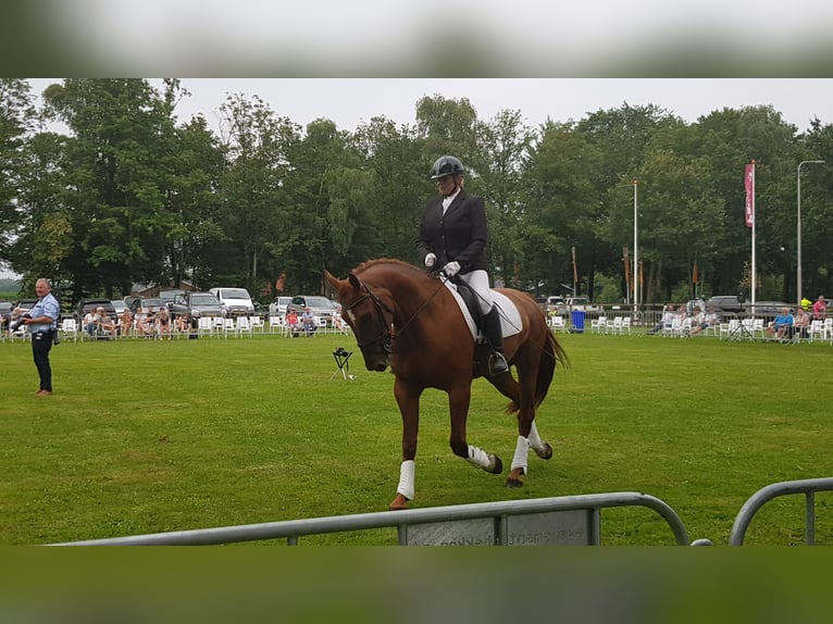 Gelderland Gelding 7 years 16,3 hh Chestnut in Oostvoorne