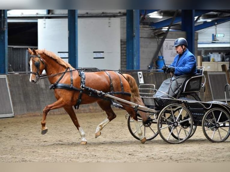 Gelderland Jument 10 Ans 160 cm Alezan in Usquert