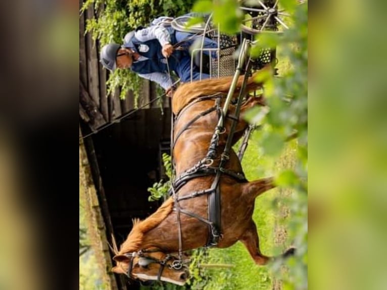 Gelderland Jument 10 Ans 160 cm Alezan in Usquert