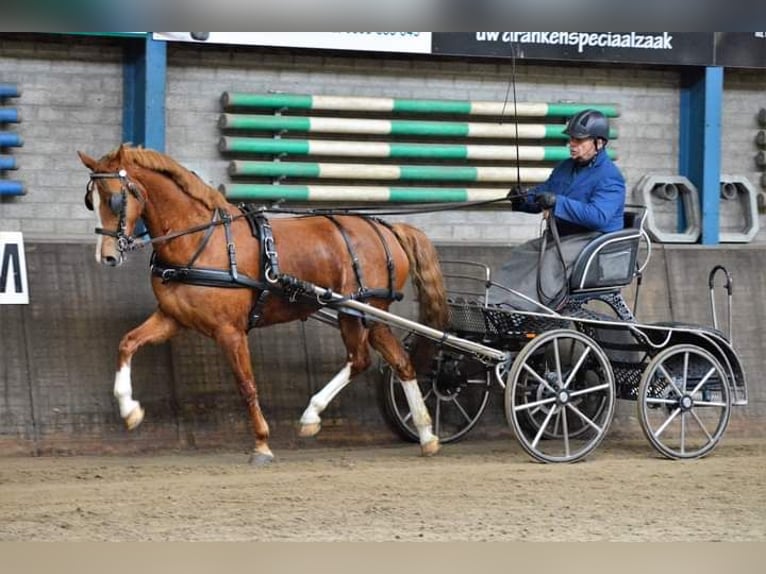 Gelderland Jument 10 Ans 160 cm Alezan in Usquert